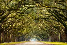 A Stunning, Long Path Lined with Ancient Live Oak Trees Draped in Spanish Moss in the Warm, Late Af-Serge Skiba-Framed Premier Image Canvas