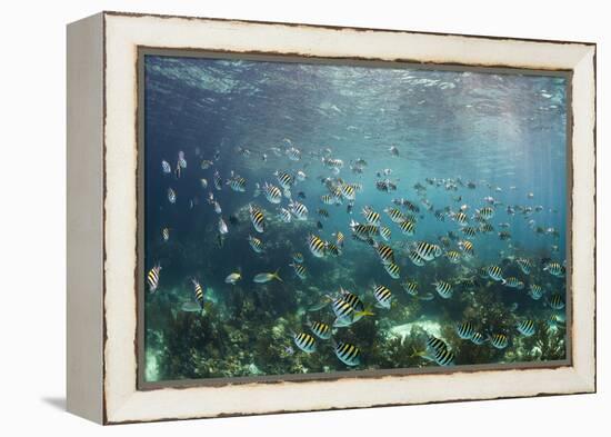 Sergeant Major Fish School Near Coral Reef with Sunrays in Background, Bahamas-James White-Framed Premier Image Canvas