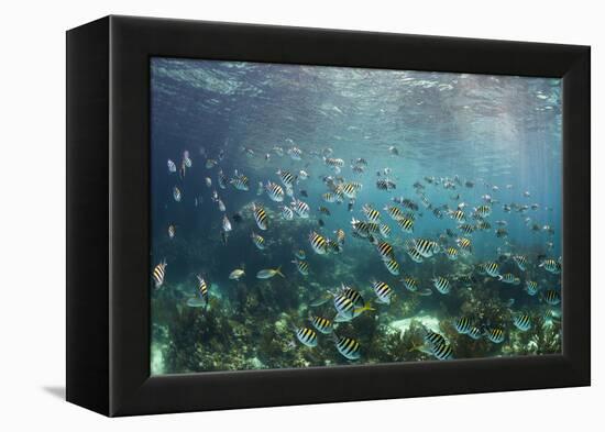 Sergeant Major Fish School Near Coral Reef with Sunrays in Background, Bahamas-James White-Framed Premier Image Canvas