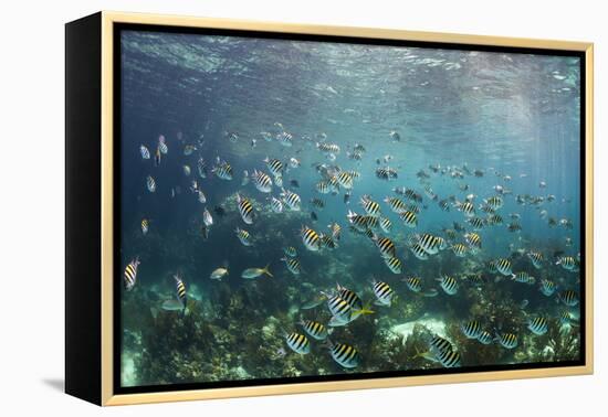 Sergeant Major Fish School Near Coral Reef with Sunrays in Background, Bahamas-James White-Framed Premier Image Canvas
