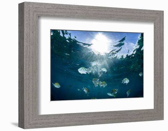 Sergeant Major Fish Swim Near Surface with Sunrays Shining Through, Looe Key Reef, Florida Keys-James White-Framed Photographic Print