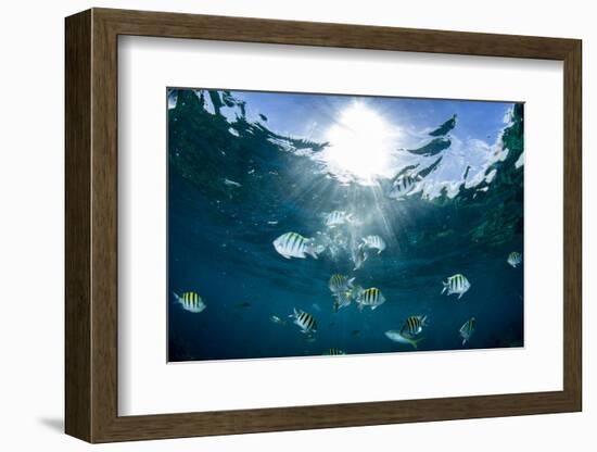 Sergeant Major Fish Swim Near Surface with Sunrays Shining Through, Looe Key Reef, Florida Keys-James White-Framed Photographic Print