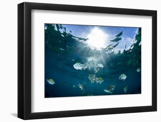 Sergeant Major Fish Swim Near Surface with Sunrays Shining Through, Looe Key Reef, Florida Keys-James White-Framed Photographic Print