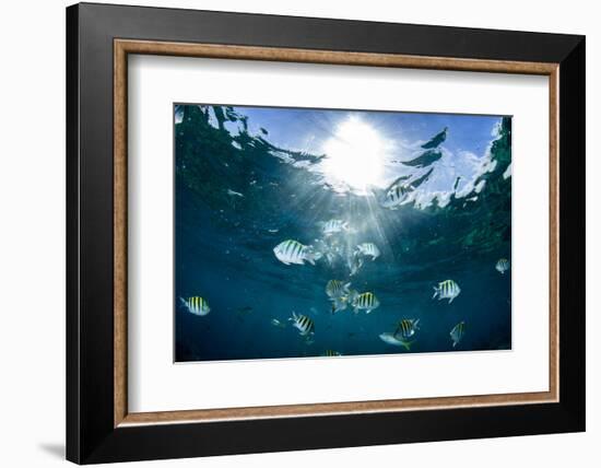 Sergeant Major Fish Swim Near Surface with Sunrays Shining Through, Looe Key Reef, Florida Keys-James White-Framed Photographic Print