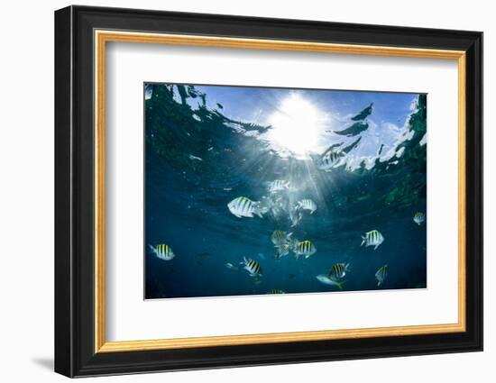 Sergeant Major Fish Swim Near Surface with Sunrays Shining Through, Looe Key Reef, Florida Keys-James White-Framed Photographic Print