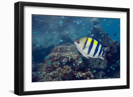 Sergeant Major Fish-Georgette Douwma-Framed Photographic Print