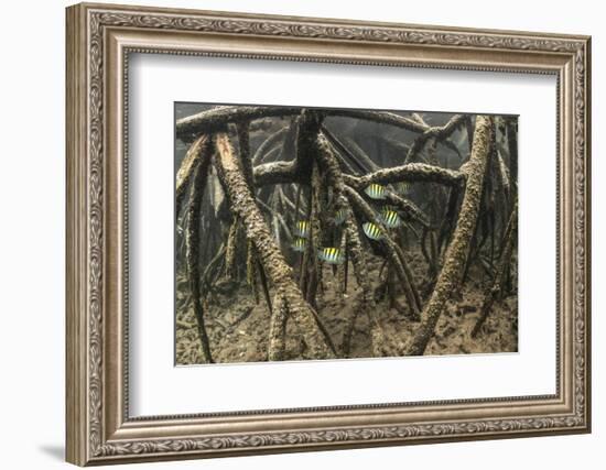 Sergeant major schooling in mangroves, Galapagos-Nick Hawkins-Framed Photographic Print