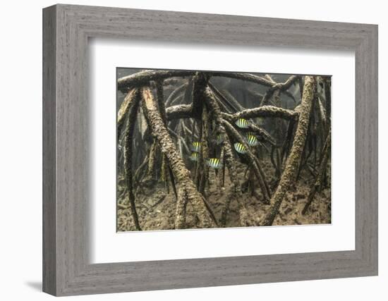 Sergeant major schooling in mangroves, Galapagos-Nick Hawkins-Framed Photographic Print