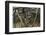 Sergeant major schooling in mangroves, Galapagos-Nick Hawkins-Framed Photographic Print