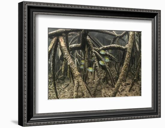 Sergeant major schooling in mangroves, Galapagos-Nick Hawkins-Framed Photographic Print