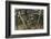 Sergeant major schooling in mangroves, Galapagos-Nick Hawkins-Framed Photographic Print