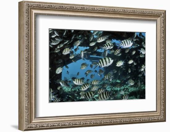 Sergeant major, shoal on wreck of the Kingston, Strait of Gubal, Egypt, Red Sea.-Linda Pitkin-Framed Photographic Print