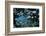 Sergeant major, shoal on wreck of the Kingston, Strait of Gubal, Egypt, Red Sea.-Linda Pitkin-Framed Photographic Print