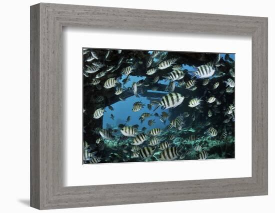 Sergeant major, shoal on wreck of the Kingston, Strait of Gubal, Egypt, Red Sea.-Linda Pitkin-Framed Photographic Print