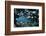 Sergeant major, shoal on wreck of the Kingston, Strait of Gubal, Egypt, Red Sea.-Linda Pitkin-Framed Photographic Print