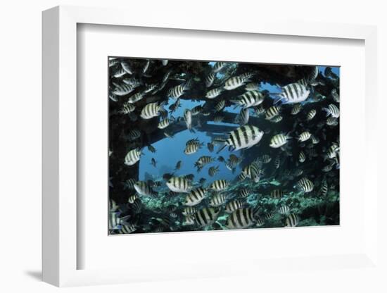 Sergeant major, shoal on wreck of the Kingston, Strait of Gubal, Egypt, Red Sea.-Linda Pitkin-Framed Photographic Print