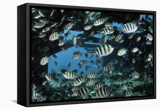 Sergeant major, shoal on wreck of the Kingston, Strait of Gubal, Egypt, Red Sea.-Linda Pitkin-Framed Premier Image Canvas