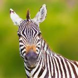Closeup on Beautiful Zebra's Head Looking Curiously and Standing in Savannah Grass with Sky in the-Sergei Kolesnikov-Photographic Print