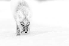 Arctic Fox (Vulpes Lagopus) Standing Next To Reindeer Skull-Sergey Gorshkov-Photographic Print