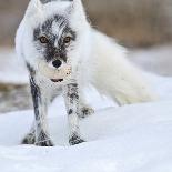 Arctic Fox (Vulpes Lagopus) Standing Next To Reindeer Skull-Sergey Gorshkov-Framed Photographic Print