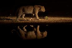 Leopard walking beside waterhole, reflected in the water at dusk, South Africa-Sergey Gorshkov-Photographic Print