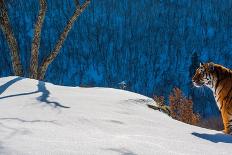 Siberian tiger walking on snowy slope, Russia-Sergey Gorshkov-Photographic Print