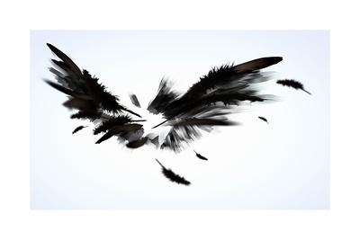 Black Wings by Iryna K. Combs Black Wings by Iryna K. Combs