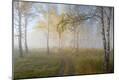 Photographic Print
