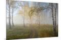Photographic Print