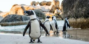 African Penguin on the Sandy Beach. African Penguin ( Spheniscus Demersus) also known as the Jackas-Sergey Uryadnikov-Photographic Print