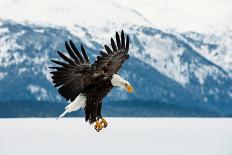 Flying Bald Eagle ( Haliaeetus Leucocephalus Washingtoniensis ) over Snow-Covered Mountains. Winter-Sergey Uryadnikov-Mounted Photographic Print