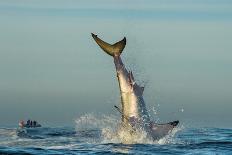 Great White Shark ( Carcharodon Carcharias ) Breaching in an Attack . South Africa-Sergey Uryadnikov-Photographic Print