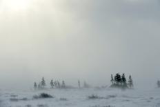 Snowstorm in Tundra Landscape with Trees. Low Visibility Conditions due to a Snow Storm in Tundra F-Sergey Uryadnikov-Framed Photographic Print