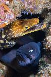 Green sea turtle feeding on Seagrass on the seabed, Tenerife-Sergio Hanquet-Photographic Print