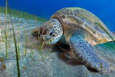 Green sea turtle feeding on Seagrass on the seabed, Tenerife-Sergio Hanquet-Photographic Print