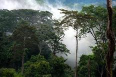 Mist through the trees in equatorial rainforest, Gabon-Sergio Hanquet-Framed Photographic Print