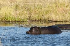 Hippopotamus (Hippopotamus Amphibius), Khwai Concession, Okavango Delta, Botswana, Africa-Sergio-Photographic Print