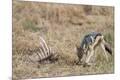 Photographic Print
