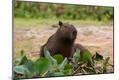 Photographic Print