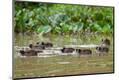 Photographic Print