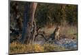 Photographic Print