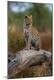Photographic Print