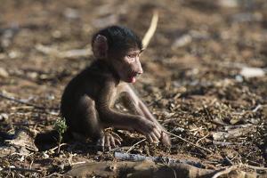 A new born chacma baboon (Papio ursinus), Chobe National Park, Botswana, Africa by Sergio Pitamitz