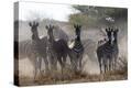 Stretched Canvas Print