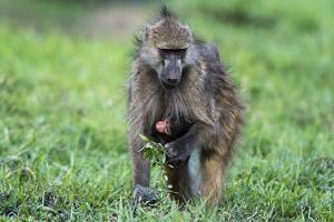 Chacma baboon (Papio hamadryas ursinus), Chobe National Park, Botswana, Africa by Sergio Pitamitz