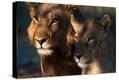 Stretched Canvas Print