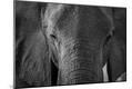 Photographic Print