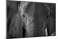 Photographic Print
