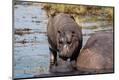 Premium Photographic Print