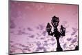 Photographic Print